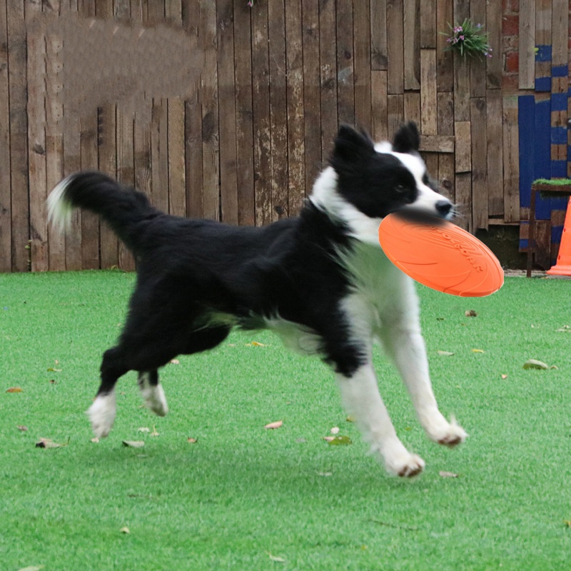 Giocattolo Interattivo a Forma - Flying Disc Dog Training Toy recensione e prezzo