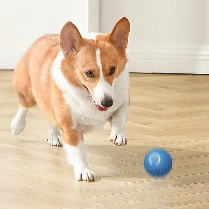 Palla interattiva elettrica pe - Automatic Moving Dog Ball recensione e prezzo