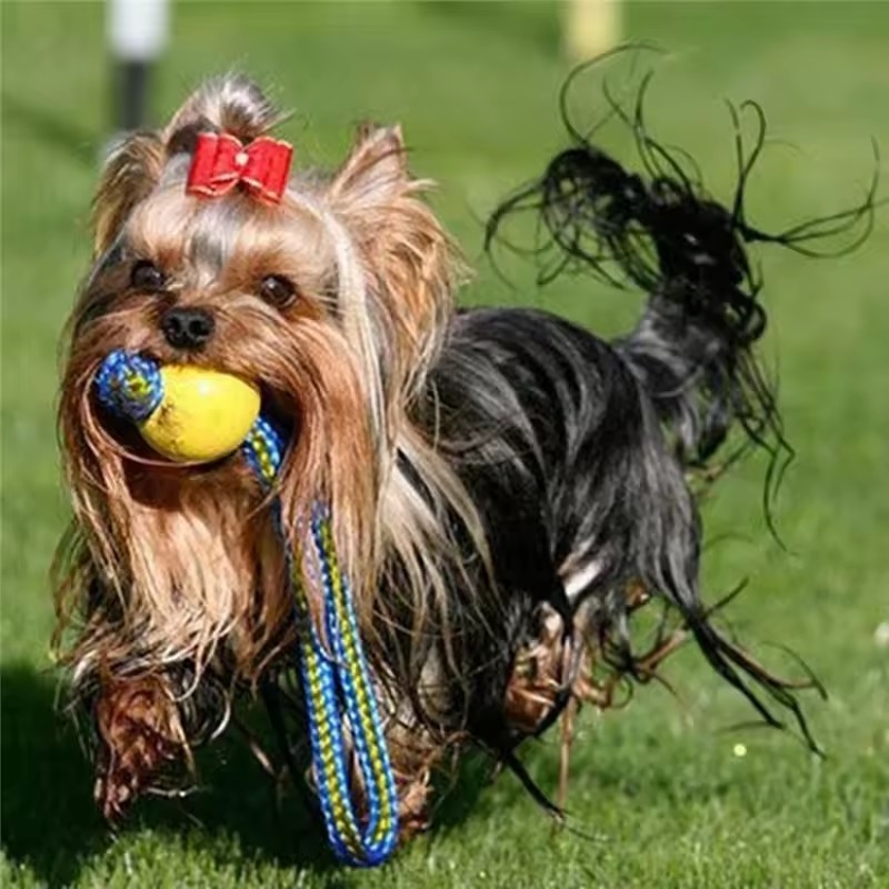 Giocattolo per Cani Indistrutt - Indestructible Dog Chew Toy recensione e prezzo